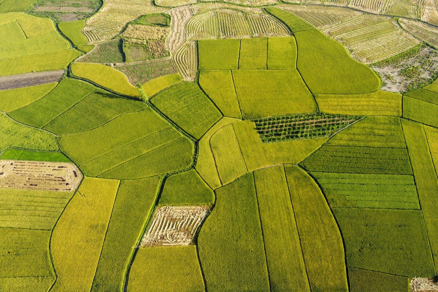 Home 76 rice fields 7247360 1920 1